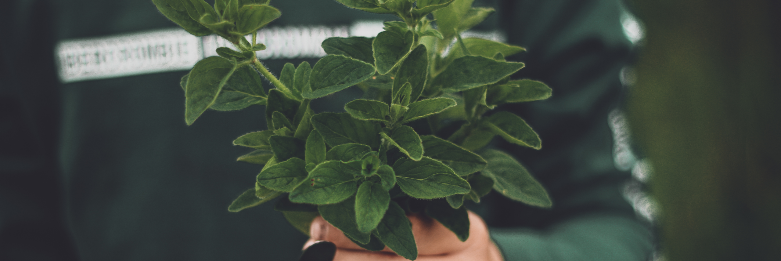 Mint Plant